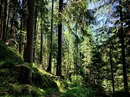 Dirección General de Biodiversidad Bosques y Desertificación