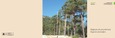 Portada de: Regiones de procedencia de especies forestales