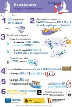 Díptico sobre capturas accidentales: Aves marinas