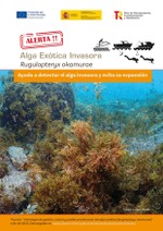 Guía para detectar el Alga Exótica Invasora Rugulopteryx okamurae y evitar su expansión