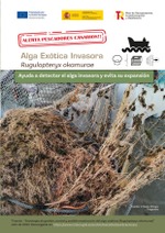 Guía para detectar el Alga Exótica Invasora Rugulopteryx okamurae y evitar su expansión