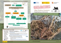 Guía para detectar el Alga Exótica Invasora Rugulopteryx okamurae y evitar su expansión