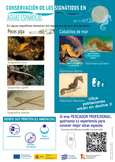 Conservación de los signátidos en aguas españolas para pescadores profesionales