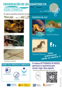 Conservación de los signátidos en aguas españolas en actuvidades de buceo