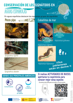 Conservación de los signátidos en aguas españolas en actuvidades de buceo